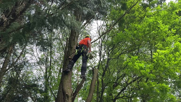 Best Tree Trimming and Pruning  in Boley, OK